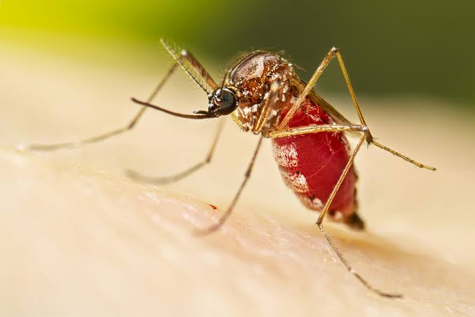 50 focos do mosquito da dengue em São Bento do Sul