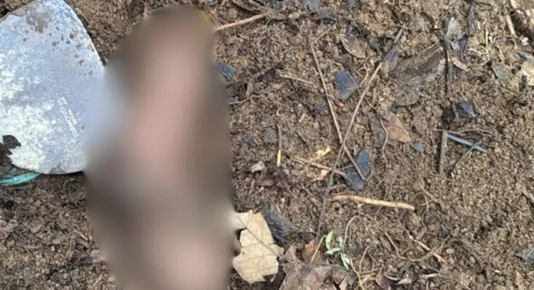 Corpo é encontrado enterrado em área de mata após moradores ouvirem tiros em Joinville